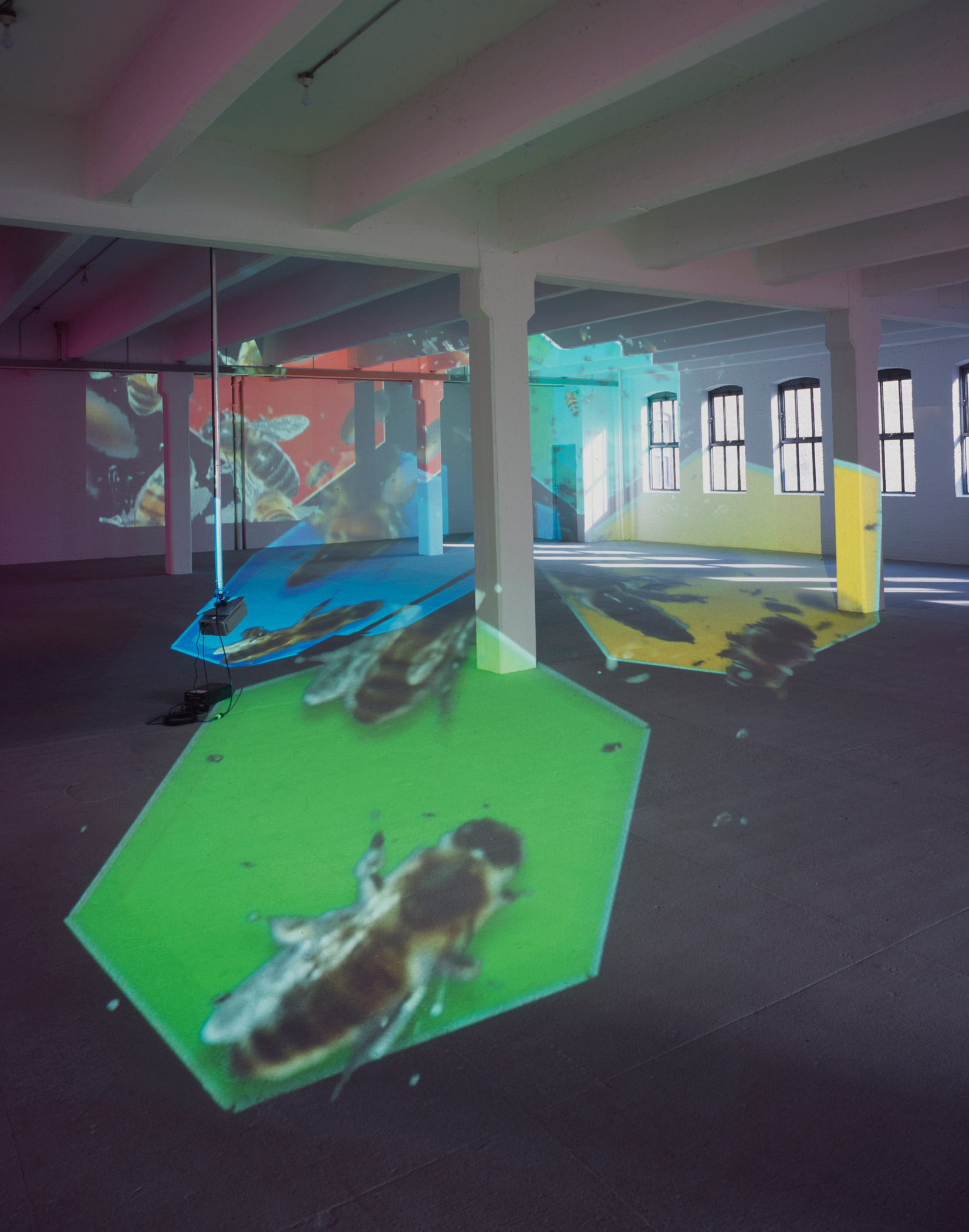 Diana Thater: The Sympathetic Imagination