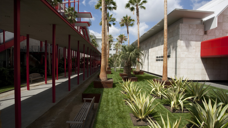 palm trees of varying height