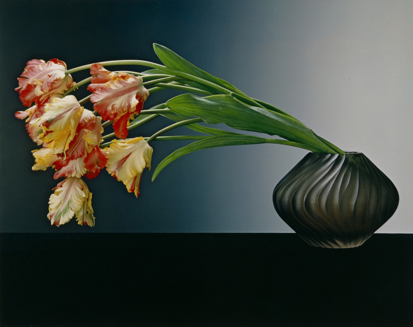 Robert Mapplethorpe: The Perfect Medium | LACMA